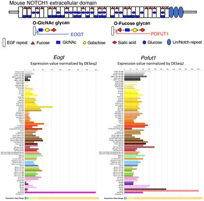 Synergistic regulation of Notch signaling by different O-glycans promotes hematopoiesis